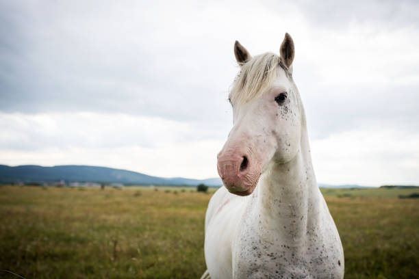 Thuringia, Germany: A white horse in the pasture in a summer evening.