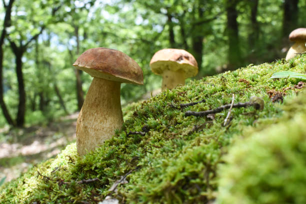 boletus do cogumelo em um musgo na floresta - cepe - fotografias e filmes do acervo