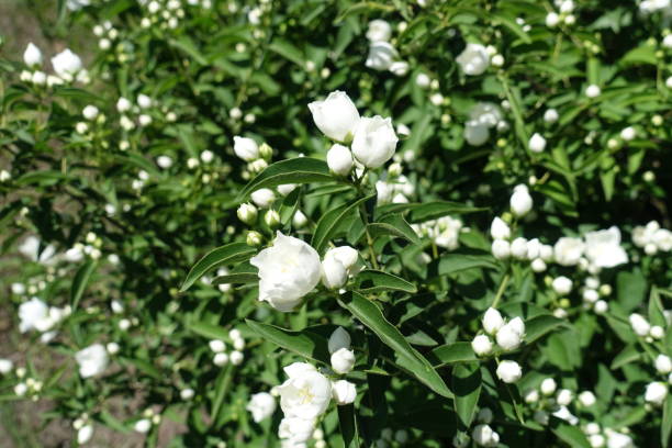 istock Half opened flowers of Philadelphus coronarius in late spring 1192049581