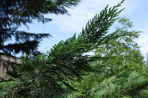 Close shot of foliage of Lawson cypress against blue sky Close shot of foliage of Lawson cypress against blue sky port orford cedar stock pictures, royalty-free photos & images