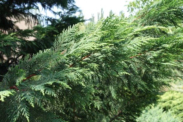 Glaucous foliage of Lawson cypress in mid July Glaucous foliage of Lawson cypress in mid July port orford cedar stock pictures, royalty-free photos & images