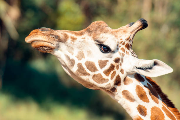 istock Giraffe outside in nature during the day. 1192049810