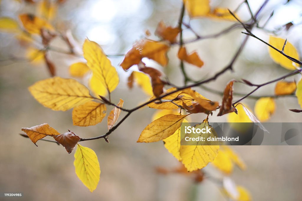 Automne feuilles d'automne - Photo de Arbre libre de droits