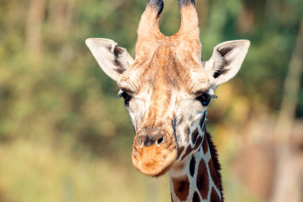 istock Giraffe outside in nature during the day. 1192049859