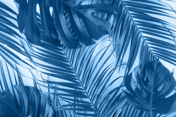 istock Creative tropical Classic blue background with leaves layout, nature spring concept. Flat lay. 1192049898
