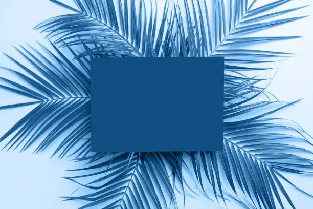 Creative tropical Classic blue background with leaves layout, nature spring concept. Flat lay.