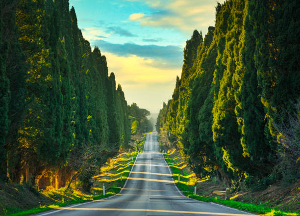 bolgheri famosi cipressi albero viale dritto. maremma, toscana, italia - tuscan cypress foto e immagini stock