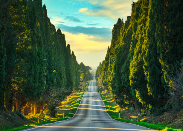 ボルゲリー有名なヒノキの木のまっすぐな大通り。マレンマ,トスカーナ州,イタリア - boulevard ストックフォトと画像