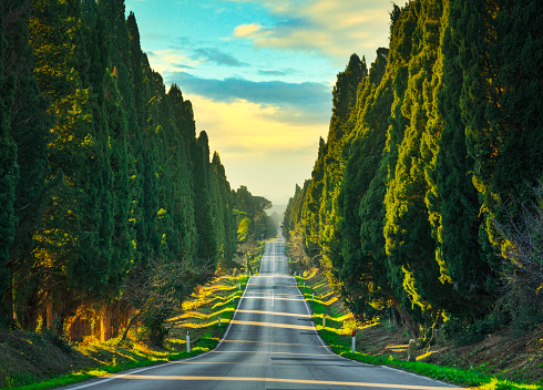 Bolgheri famous cypresses trees straight boulevard landscape. Maremma landmark, Tuscany, Italy, Europe.