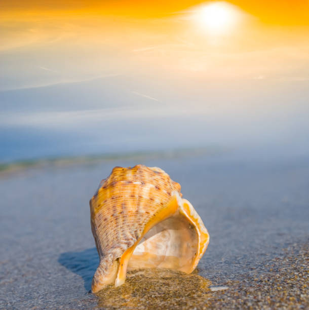 istock closeup marine shell on a sea coast at the sunset 1192051144