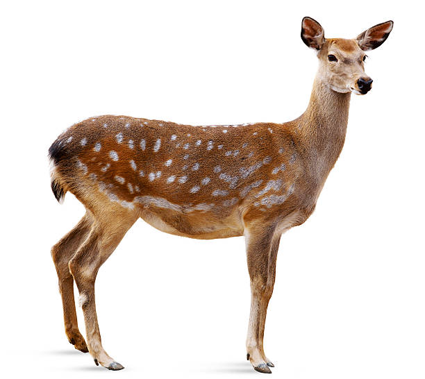 sika deer, cervus nippon - echte herten stockfoto's en -beelden
