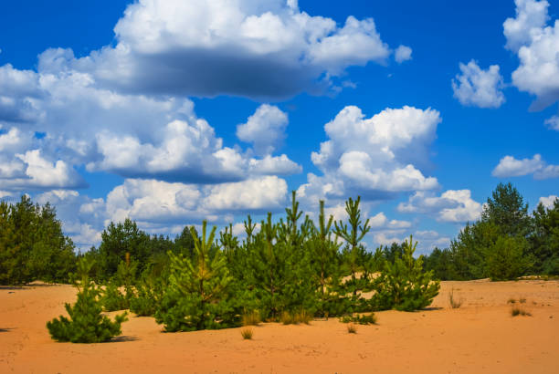 summer pine forest among a sandy desert