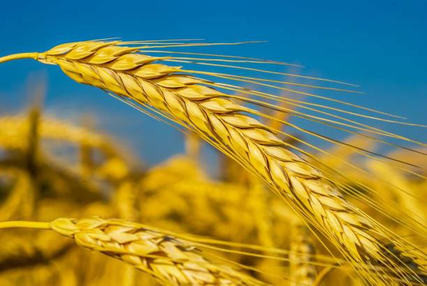 istock summer golden wheat field scene 1192051879