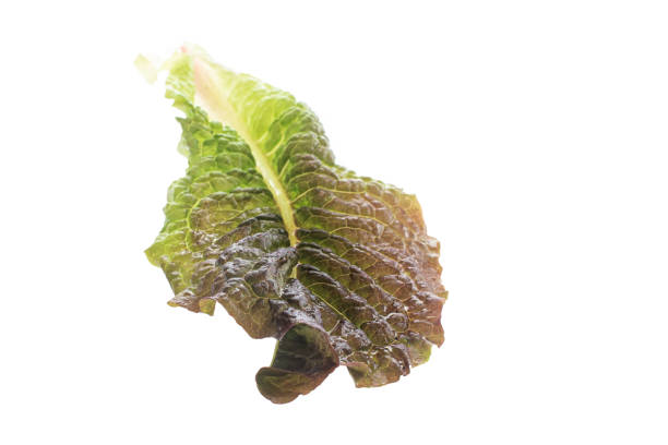 on a white background lies a leaf of green lettuce. isolated greens on a white background