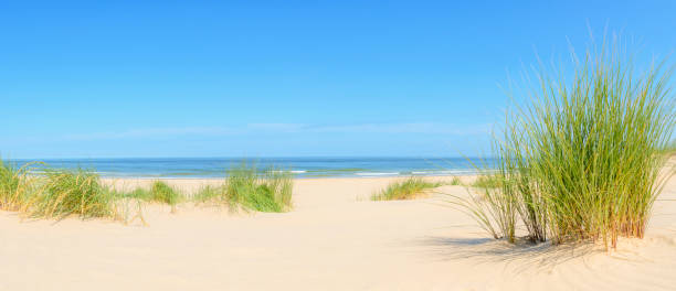 istock Dunes at the beach with Beachgrass during a beautiful summer day 1192052270