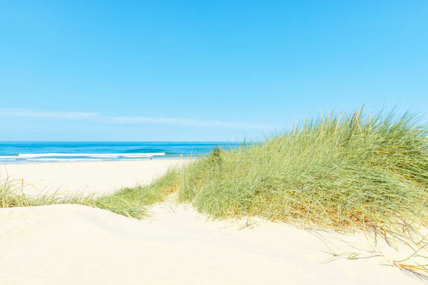 istock Dunes at the beach with Beachgrass during a beautiful summer day 1192052916