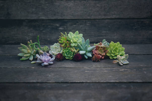 istock set of different succulents on a wooden background 1192053045