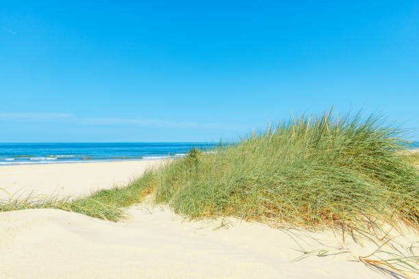 istock Dunes at the beach with Beachgrass during a beautiful summer day 1192053072
