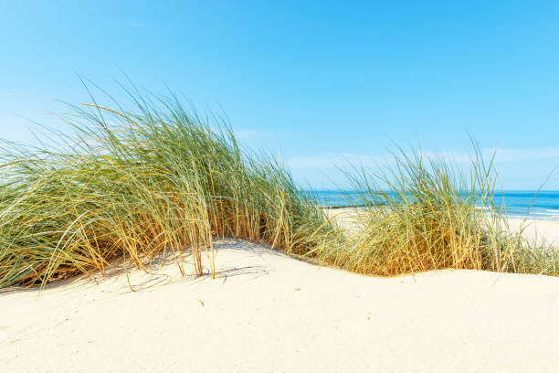 istock Dunes at the beach with Beachgrass during a beautiful summer day 1192053104