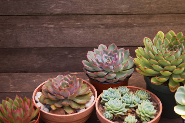 istock set of different succulents on a wooden background 1192053370