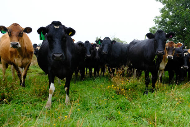 vacas lecheras - ewan fotografías e imágenes de stock