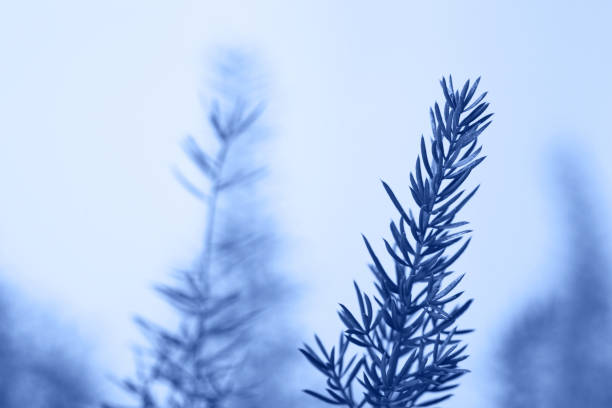 istock Macro succulent colored in clasic blue color of 2020. 1192054479