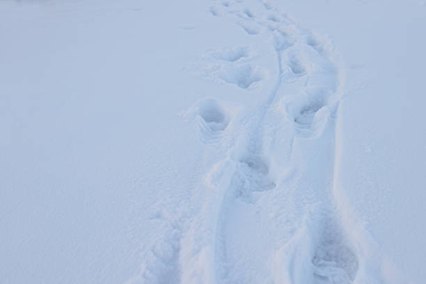 istock Human footprints on a snowy road on a winter day 1192054688