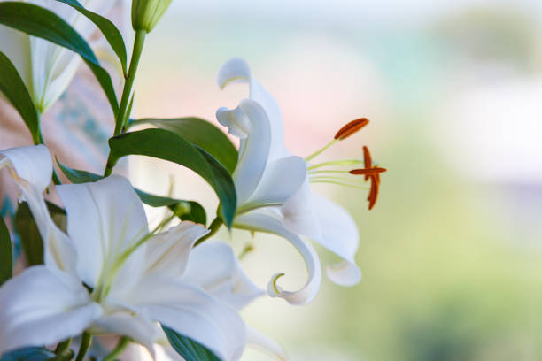 istock Bouquet of white lilies close-up with blurred background. 1192055725