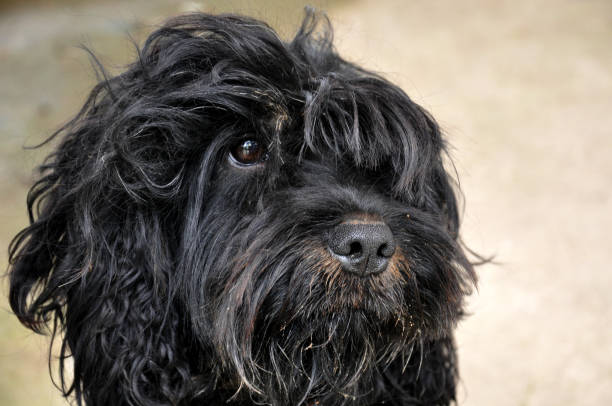 istock muddy little dog with face 1192056920