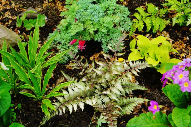 Blooming Colorful Miniature Garden with tiny Hostas, Athyrium niponicum Ursula's Red, pink Auricula and Dicentra Bleeding Heart in Spring Ornamental Garden