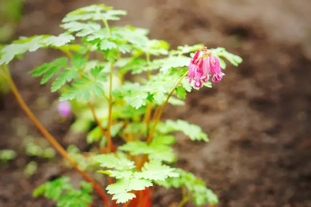 Dicentra 'Luxuriant' (Fern-Leaf Bleeding Heart) in spring garden. Blue-green foliage and pink heart-shaped flowers