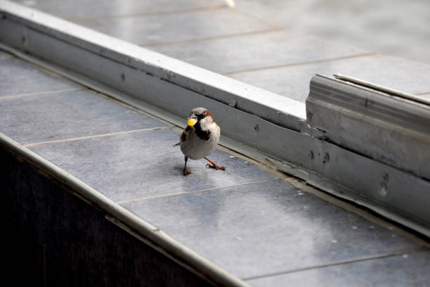 istock little sparrow looking at camera with bait in its beak 1192058344