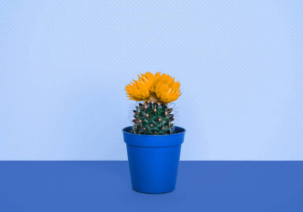 Small cactus in a flowerpot on a trendy blue background. Creative minimal design.
