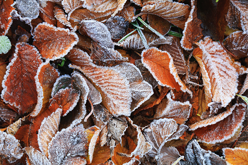 Fallen leaf covered in winter frost
