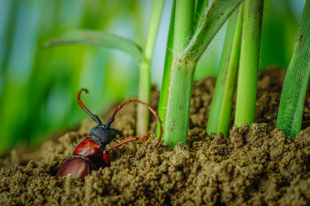 это титан жук или жук титана или longhorned жуков, жук, который разрушает корень миок фермера в таиланде, но он может быть съеден в качестве пищи - жук олень фотографии стоковые фото и изображения