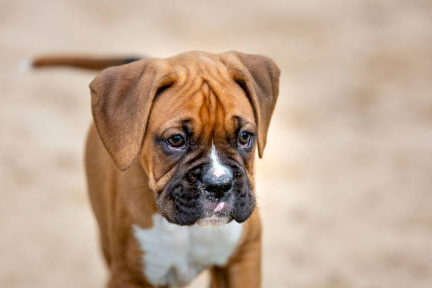 istock Cute Boxer Puppy Close-up 1192062183