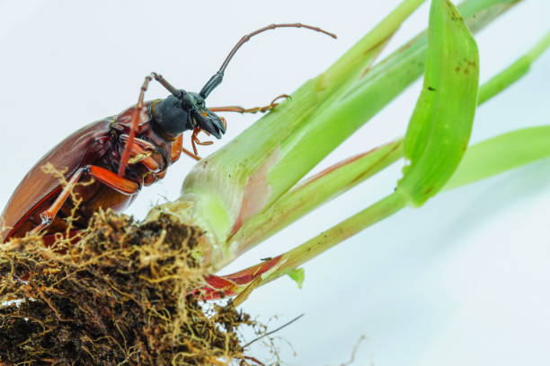 это титановый жук или жук титан или длиннорогие жуки с корнями травы, сделанные фото из таиланда - жук олень фотографии стоковые фото и изображения