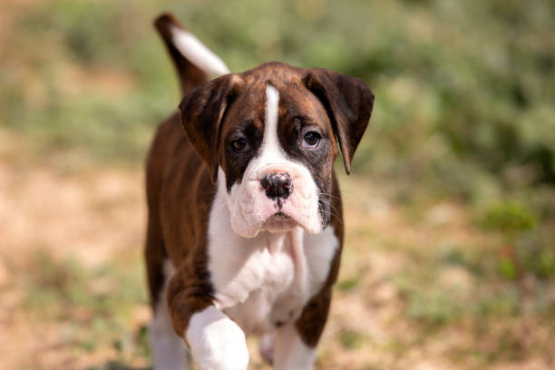 istock Cute Boxer Puppy Close-up 1192062968