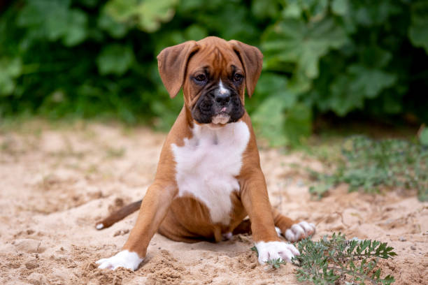 istock Cute Boxer Puppy Sitting 1192063404