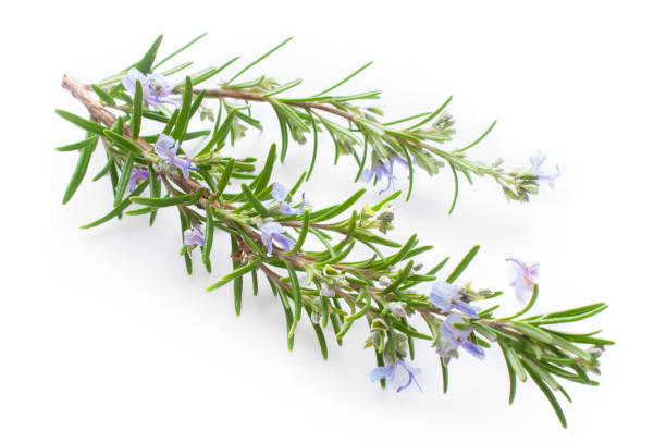 istock Rosemary herb with flower in spring on white background 1192065075