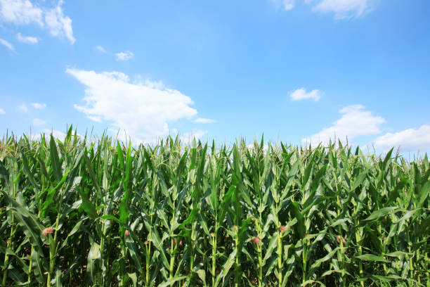 istock The corn in the field 1192066988