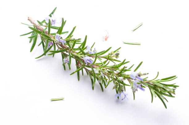 istock Blooming rosemary herb in spring on white background 1192066992