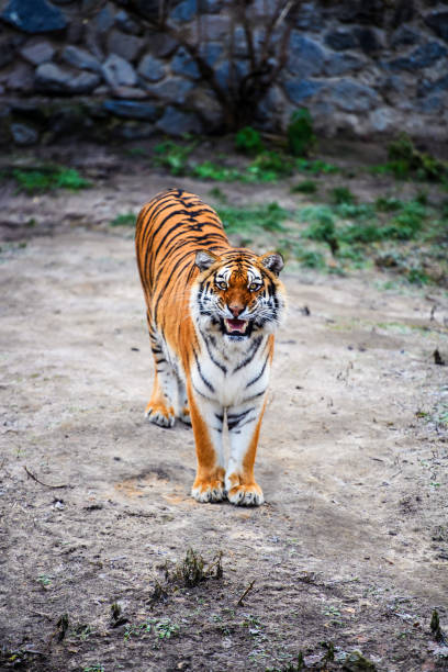 istock Beautiful Amur tiger 1192067180