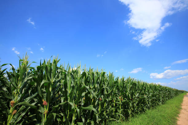 istock The corn in the field 1192067195
