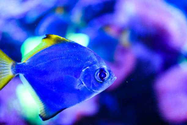 Wonderful and beautiful underwater world with corals and tropical fish.