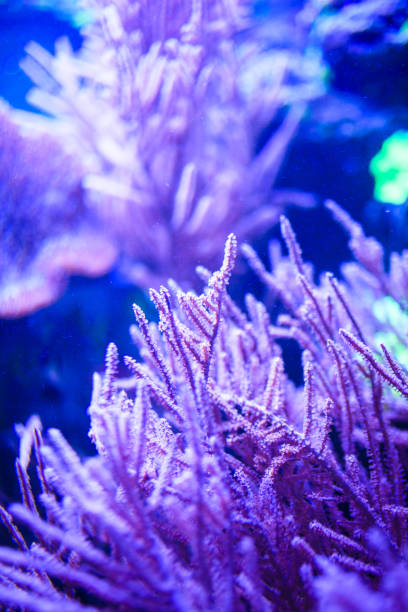 istock Wonderful and beautiful underwater world with corals and tropical fish. 1192067296