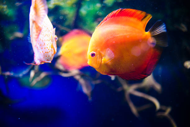 istock Wonderful and beautiful underwater world with corals and tropical fish. 1192067370