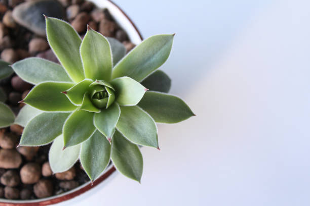 istock Succulent home plant on white background copy space 1192068365