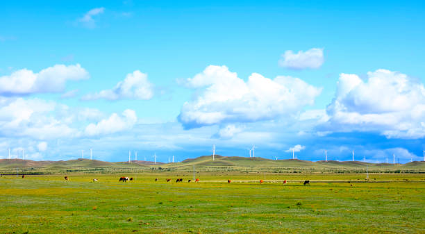istock Cattle and wind turbines in the grassland 1192068449
