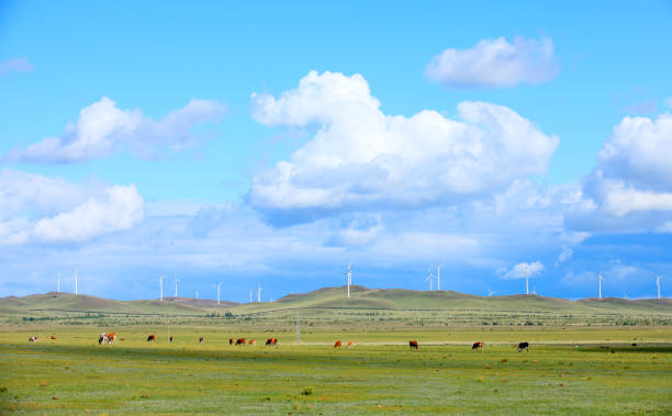 istock Cattle and wind turbines in the grassland 1192068572